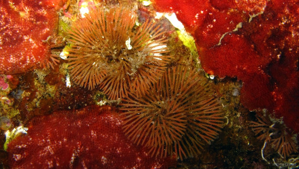 070 Evantail rouge brique (Caberea boryi).JPG - Eventail rouge brique (Caberea boryi) : Colonie en éventail, de couleur rouge brique, contrairement aux bugules qui ont une coloration brune